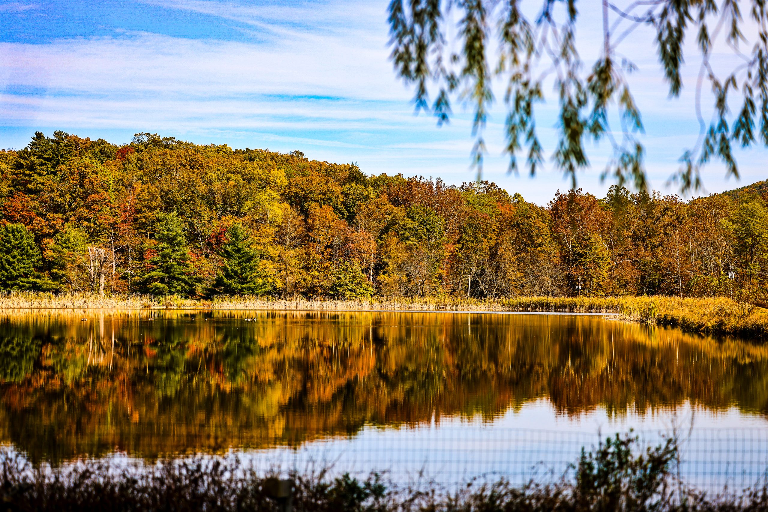 cbct-workshop-nature-background