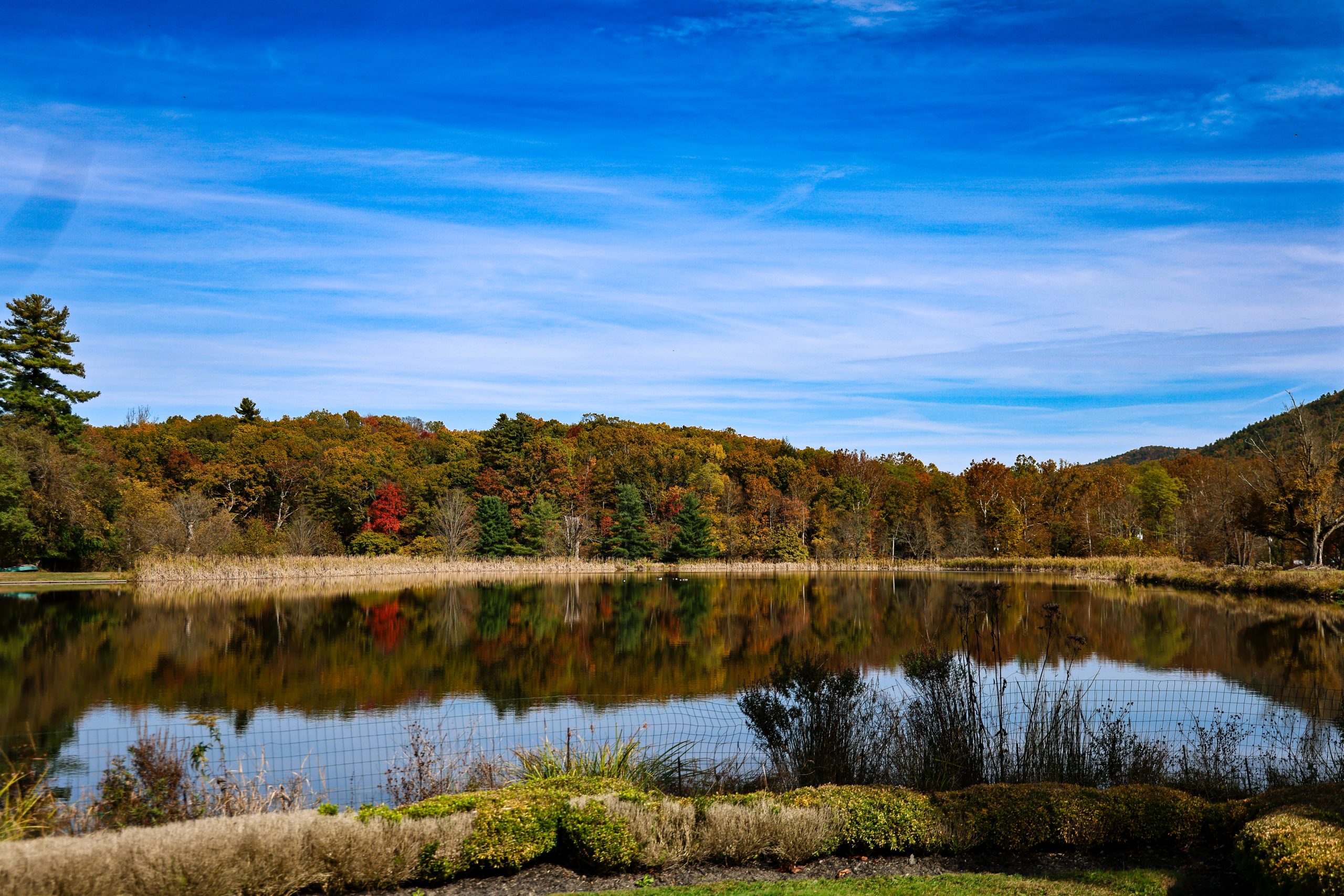 yellow-flower-cbct-retreat-nature
